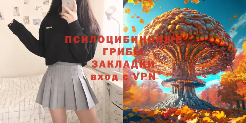 Галлюциногенные грибы Psilocybe  закладка  Торопец 